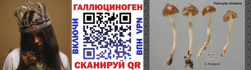 hydra ONION  Островной  Псилоцибиновые грибы мицелий 